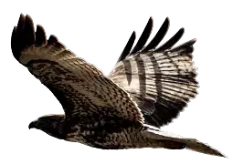 Eagle-img